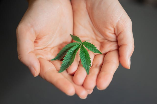 a single marijuana leaf cupped in a persons hands